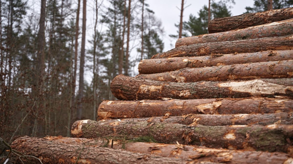 Špatné skladování palivové dřevo znehodnotí